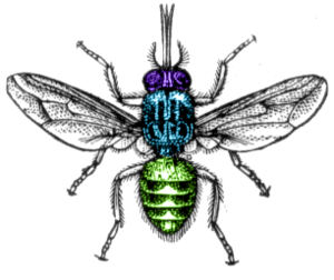 300px-Tsetse_fly.png