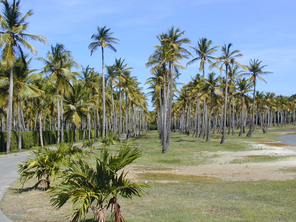 Palmen Auf Mustique