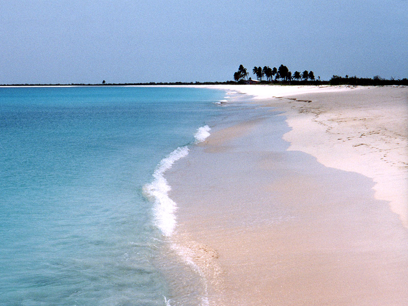 Barbuda Palm
