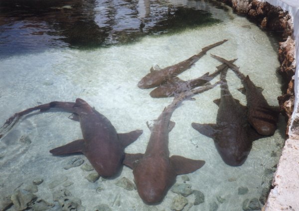 Grenadines Sharks 1