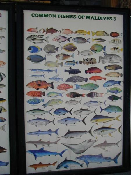 Fische 3 - Malediven