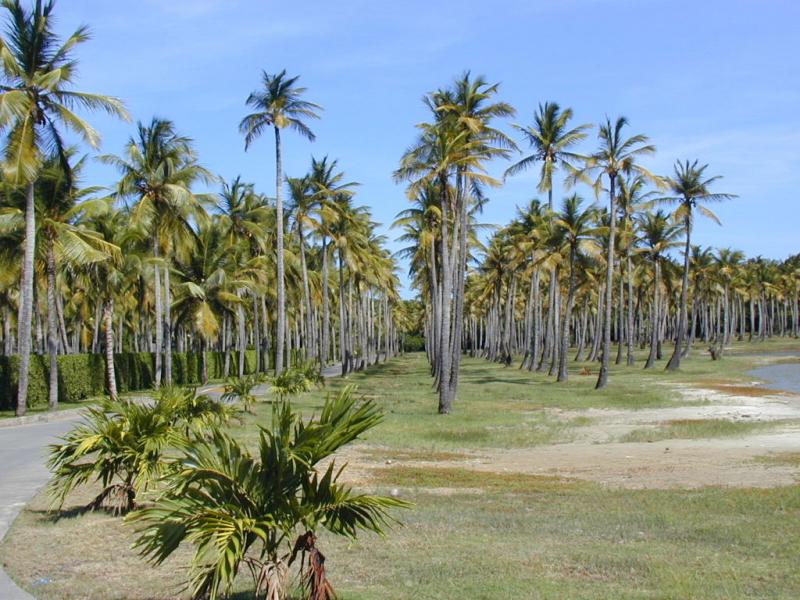 Palmen Auf Mustique