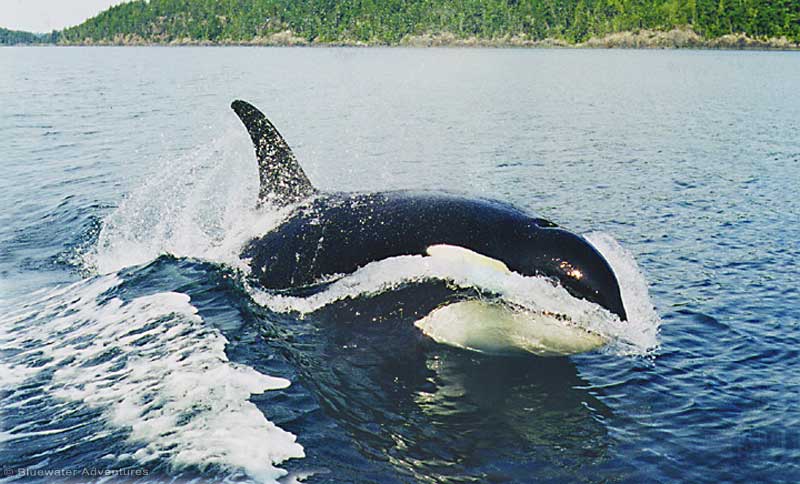 Whales Orca- 3.jpg